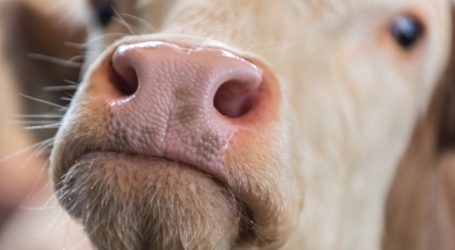 „Kein Weg an Kürzungen vorbei“