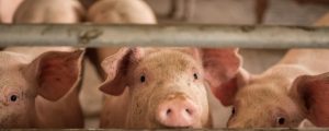 Mastschweinenotierungen legen zu