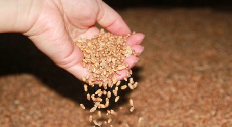 Forscher entschlüsseln Weizen-Genom