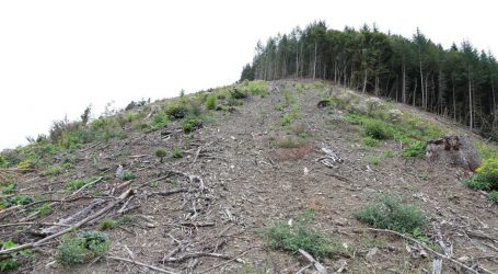 500.000 Festmeter Borkenkäferholz alleine in Oberösterreich