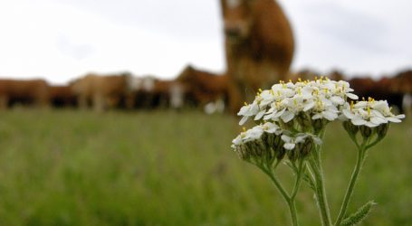 EU will USA Rindfleischkontingent zugestehen