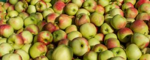 Größte Apfelernte Vorarlbergs seit zehn Jahren