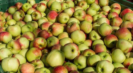 Größte Apfelernte Vorarlbergs seit zehn Jahren