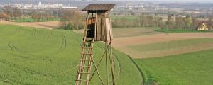 Wölfe: Niederösterreich ändert Jagdgesetz