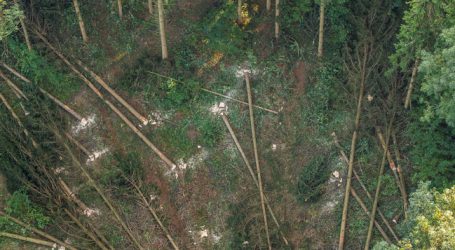 EVN macht aus Waldviertler Käferholz Wärme