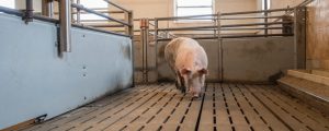 Afrikanische Schweinepest: 63.000 Tiere in Belgien notgeschlachtet