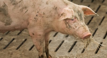 Schweinepest in Rumänien außer Kontrolle