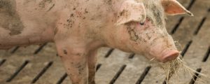 Belgien kann kaum mehr Schweinefleisch exportieren