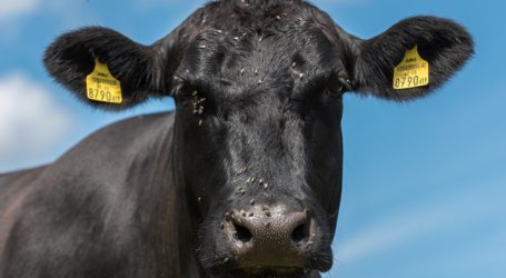 USA wollen auf europäische Rindfleischmärkte