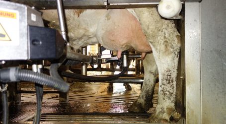 Melkroboter: Teufelszeug oder Wundermaschine?