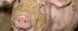 Schweinefleischproduktion in EU steigt