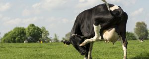 Arla setzt auf gentechnikfreie Fütterung