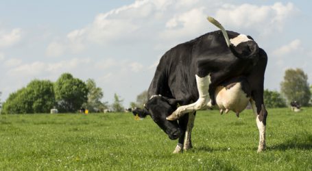 Arla setzt auf gentechnikfreie Fütterung