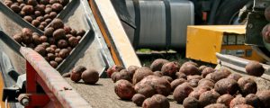 Schwache Ernteergebnisse bei Erdäpfeln