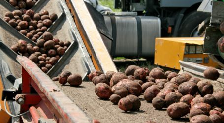 Schwache Ernteergebnisse bei Erdäpfeln