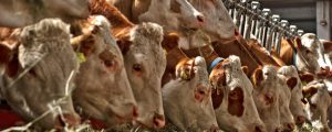 Land NÖ unterstützt Bauern bei der Rinderversicherung