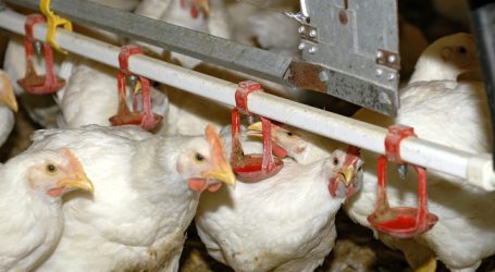 EU-Parlament kritisiert europäische Geflügelwirtschaft