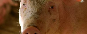 Schweinepreise verharren auf Krisenniveau