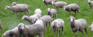 Herdenschutz als Thema bei Schafhalter-Tagung