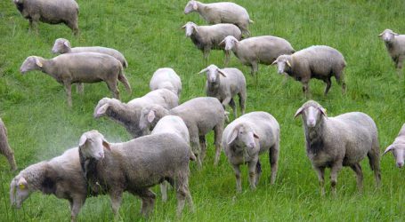 Herdenschutz als Thema bei Schafhalter-Tagung