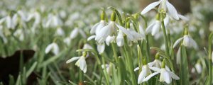 Klimaforscher: Warmer Frühling bindet kaum CO2