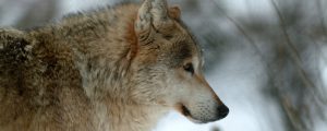 Kärntner Landtag einstimmig für Senkung des Wolfs-Schutzes