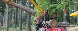 „Fichte unter 600 Meter nicht mehr bestandsbildend“