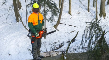Kalamitäten prägen den Holzmarkt