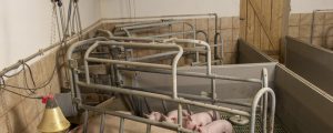 Viele Bauern steigen aus Ferkelproduktion aus