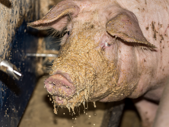 VÖs Gentechnik Im Schweinefutter Keine Täuschung Blick Ins Land 3110