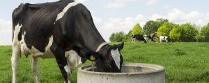 Neuseeländische Milchproduktion auf Rekordhöhe