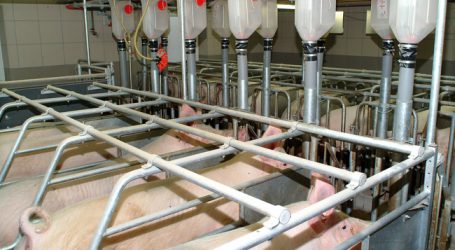 „Kontrollen bei Tierschutz nicht ausreichend“