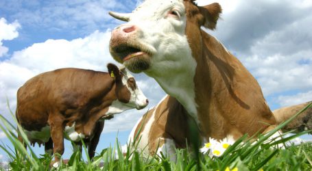Schweizer lehnen Hornkuh-Initiative ab