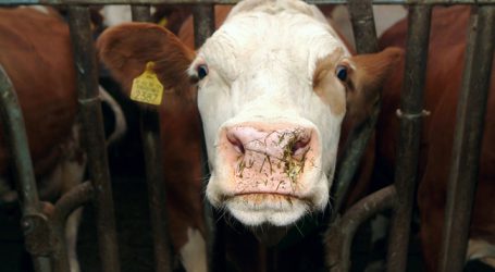 OÖ: Landestag der Milchviehhaltung  beleuchtet Zukunft