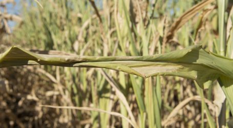 Oberösterreich weitet Dürre-Direktbeihilfe aus