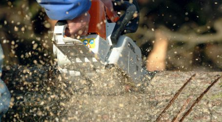 Windwurf macht Waldarbeit gefährlich