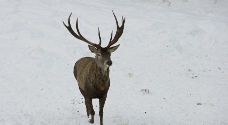 Aufforstung: „Verantwortungsvolle Aufgabe für Jäger“