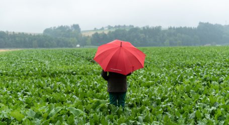 Hogan: „Hilfen würden Anpassung bei Zucker verzögern“