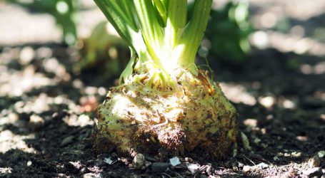 Neuer Rekord an Biobetrieben in Niederösterreich