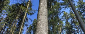 Tanne als Alternative im Klimawandel