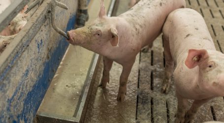 LK sieht „Greenpeace-Spendenaktion zur Vorweihnachtszeit“