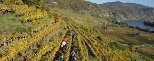 Klimaveränderungen sorgten für außergewöhnliches Weinjahr