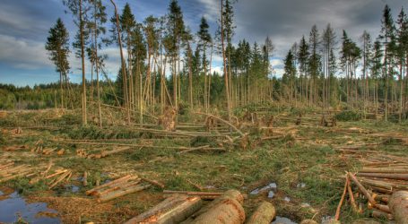 Föhnsturm schädigte 1.300 Hektar Wald in Tirol