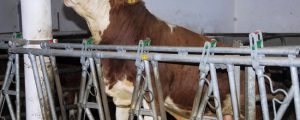 Marktprognose 2030: Fleisch schlechter, Milch besser