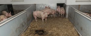 Afrikanische Schweinepest weiter großes Thema