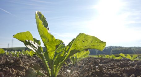 Auch Schweizer Zuckerproduktion rückläufig