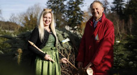 Christbaum aus Niederösterreich im EU-Parlament