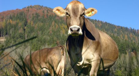 Bregenzerwälder Rinderbetrieb wegen TBC-Verdachts gesperrt