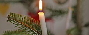 Christbäume als Energiespender