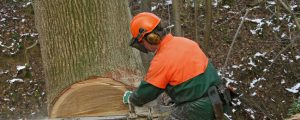 15 Tote bei Waldarbeiten alleine in der Steiermark